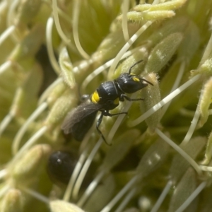 Hylaeus (Euprosopoides) rotundiceps at ANBG - 2 Mar 2024 04:10 PM