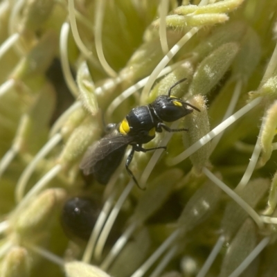 Hylaeus (Euprosopoides) rotundiceps (Hylaeine colletid bee) at ANBG - 2 Mar 2024 by PeterA