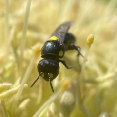 Hylaeus (Euprosopoides) rotundiceps at ANBG - 2 Mar 2024 04:10 PM