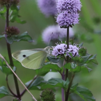 Pieris rapae (Cabbage White) at Fyshwick, ACT - 1 Mar 2024 by JimL