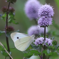 Pieris rapae at Fyshwick, ACT - 1 Mar 2024