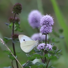 Pieris rapae at Fyshwick, ACT - 1 Mar 2024