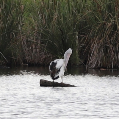 Pelecanus conspicillatus (Australian Pelican) at Fyshwick, ACT - 1 Mar 2024 by JimL