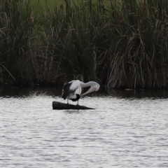 Pelecanus conspicillatus at Jerrabomberra Wetlands - 1 Mar 2024 05:48 PM