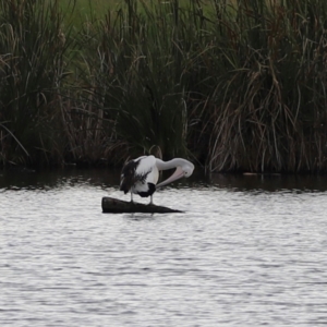 Pelecanus conspicillatus at Jerrabomberra Wetlands - 1 Mar 2024 05:48 PM