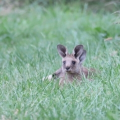 Macropus giganteus (Eastern Grey Kangaroo) at Jerrabomberra Wetlands - 1 Mar 2024 by JimL