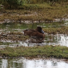 Aythya australis (Hardhead) at Fyshwick Sewerage Treatment Plant - 1 Mar 2024 by JimL