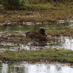 Aythya australis at Fyshwick Sewerage Treatment Plant - 1 Mar 2024 06:28 PM