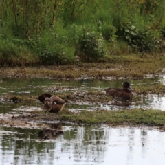 Aythya australis at Fyshwick Sewerage Treatment Plant - 1 Mar 2024