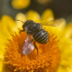 Pseudoanthidium (Immanthidium) repetitum (African carder bee) at Acton, ACT - 2 Mar 2024 by PeterA