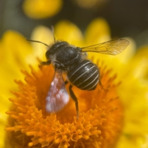 Pseudoanthidium (Immanthidium) repetitum at ANBG - 2 Mar 2024