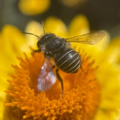 Pseudoanthidium (Immanthidium) repetitum (African carder bee, Megachild bee) at ANBG - 2 Mar 2024 by PeterA