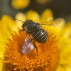Pseudoanthidium (Immanthidium) repetitum (African carder bee, Megachild bee) at Acton, ACT - 2 Mar 2024 by PeterA