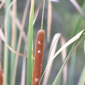 Typha domingensis at Jerrabomberra Wetlands - 1 Mar 2024