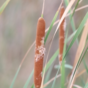 Typha domingensis at Jerrabomberra Wetlands - 1 Mar 2024 06:11 PM