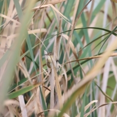 Typha domingensis at Jerrabomberra Wetlands - 1 Mar 2024