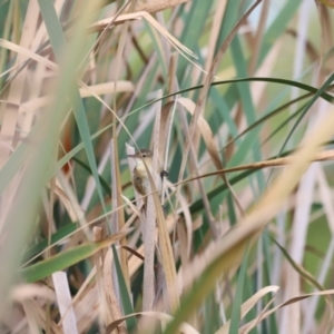 Typha domingensis at Jerrabomberra Wetlands - 1 Mar 2024 06:11 PM