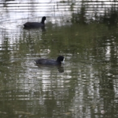 Fulica atra (Eurasian Coot) at Fyshwick, ACT - 1 Mar 2024 by JimL