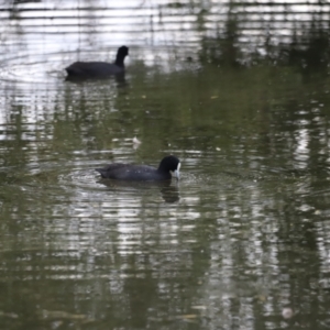 Fulica atra at Fyshwick, ACT - 1 Mar 2024