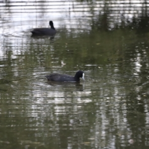 Fulica atra at Fyshwick, ACT - 1 Mar 2024 05:36 PM