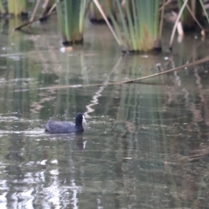 Fulica atra at Fyshwick, ACT - 1 Mar 2024