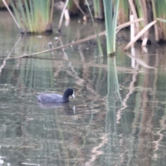 Fulica atra at Fyshwick, ACT - 1 Mar 2024 05:36 PM