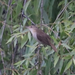 Acrocephalus australis (Australian Reed-Warbler) at Fyshwick, ACT - 1 Mar 2024 by JimL