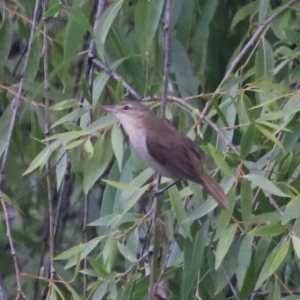 Acrocephalus australis at Fyshwick, ACT - 1 Mar 2024