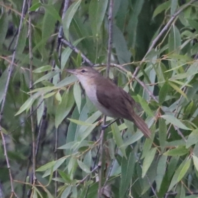 Acrocephalus australis (Australian Reed-Warbler) at Fyshwick, ACT - 1 Mar 2024 by JimL