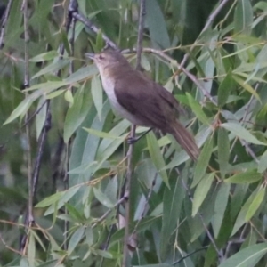 Acrocephalus australis at Fyshwick, ACT - 1 Mar 2024