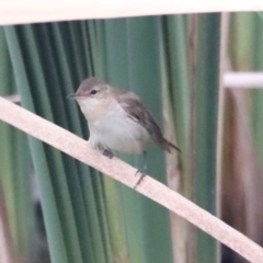 Acrocephalus australis at Fyshwick, ACT - 1 Mar 2024