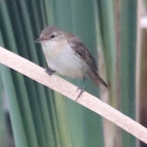 Acrocephalus australis at Fyshwick, ACT - 1 Mar 2024