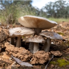 Amanita sp. (Amanita sp.) at Strathnairn, ACT - 25 Oct 2022 by Margo