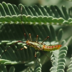 Rayieria acaciae (Acacia-spotting bug) at Mulligans Flat - 10 Nov 2015 by betchern0t