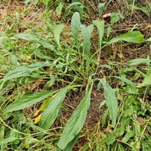 Cynoglossum australe at The Pinnacle - 2 Mar 2024 09:38 AM