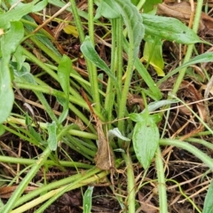 Cynoglossum australe at The Pinnacle - 2 Mar 2024 09:38 AM