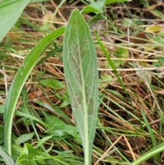 Cynoglossum australe at The Pinnacle - 2 Mar 2024 09:38 AM