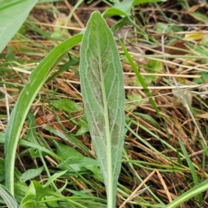 Cynoglossum australe at The Pinnacle - 2 Mar 2024 09:38 AM