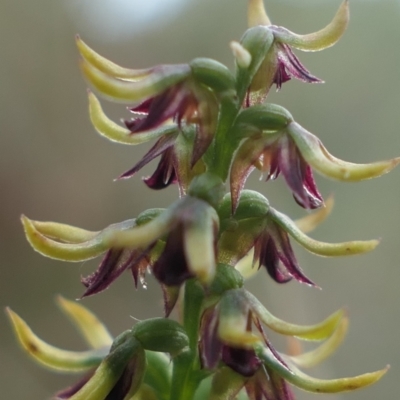 Corunastylis clivicola (Rufous midge orchid) at MTR591 at Gundaroo - 1 Mar 2024 by MaartjeSevenster