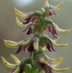 Corunastylis clivicola (Rufous midge orchid) at Gundaroo, NSW - 29 Feb 2024 by MaartjeSevenster