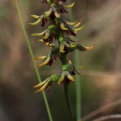 Corunastylis clivicola at MTR591 at Gundaroo - 1 Mar 2024