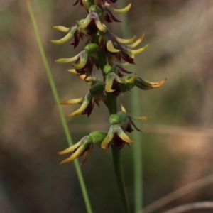 Corunastylis clivicola at MTR591 at Gundaroo - 1 Mar 2024