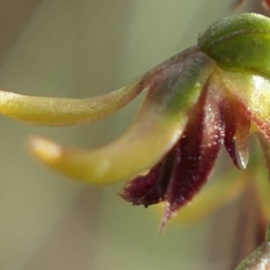 Corunastylis clivicola at MTR591 at Gundaroo - 1 Mar 2024