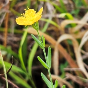 Hypericum gramineum at The Pinnacle - 2 Mar 2024 09:11 AM