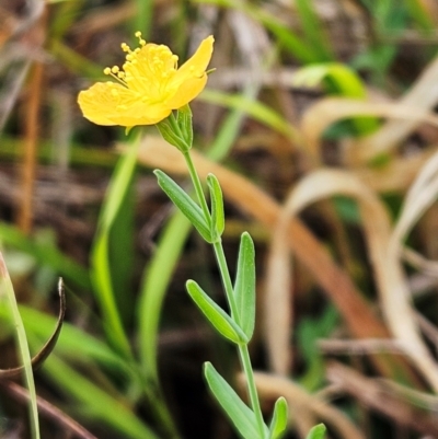 Hypericum gramineum (Small St Johns Wort) at The Pinnacle - 1 Mar 2024 by sangio7