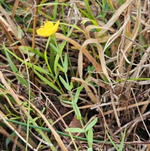 Hypericum gramineum at The Pinnacle - 2 Mar 2024 09:11 AM