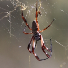 Trichonephila edulis (Golden orb weaver) at Stony Creek Nature Reserve - 2 Mar 2024 by Csteele4