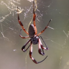 Trichonephila edulis at QPRC LGA - 2 Mar 2024