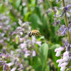 Amegilla (Zonamegilla) asserta (Blue Banded Bee) at Lanyon - northern section A.C.T. - 2 Mar 2024 by Csteele4