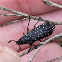 Rhipicera femorata (Feather-horned beetle) at Bullen Range - 2 Mar 2024 by HelenCross
